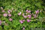 Photo: Colchicum autumnale 7.