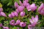 Photo: Colchicum autumnale 8.