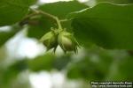 Photo: Corylus avellana 18.