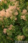 Photo: Cotinus coggygria.