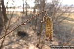 Photo: Corylus avellana 17.