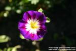 Photo: Convolvulus tricolor 4.