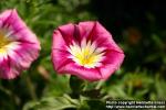 Photo: Convolvulus tricolor 6.