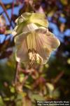 Photo: Cobaea scandens 8.