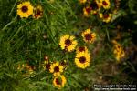 Photo: Coreopsis tinctoria 15.