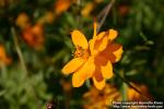 Photo: Cosmos sulphureus 1.