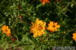 Photo: Cosmos sulphureus 2.