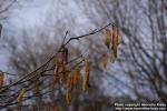 Photo: Corylus avellana 21.