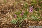 Photo: Corydalis intermedia 1.