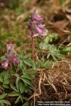 Photo: Corydalis intermedia 2.