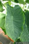 Photo: Colocasia esculenta 1.