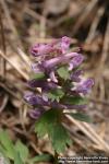 Photo: Corydalis solida 17.