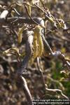 Photo: Corylus avellana cont 10.