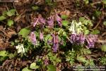 Photo: Corydalis solida 21.