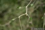 Photo: Corokia cotoneaster 2.