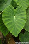 Photo: Colocasia esculenta 3.