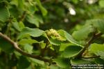 Photo: Corylopsis sinensis 0.