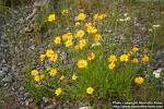 Photo: Coreopsis lanceolata 0.