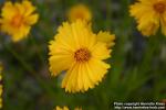 Photo: Coreopsis Lanceolata 1.