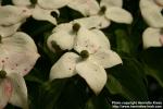 Photo: Cornus kousa 3.