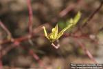 Photo: Cornus alba 05.