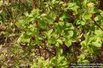 Photo: Cornus alba 07.