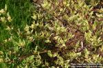 Photo: Cornus alba 08.