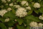 Photo: Cornus alba 10.