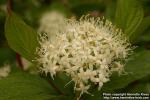 Photo: Cornus alba 11.