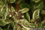 Photo: Cornus alba 14.