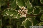 Photo: Cornus alba 16.