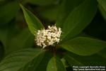 Photo: Cornus alba 18.