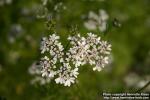 Photo: Coriandrum sativum 8.