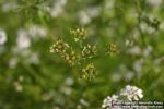 Photo: Coriandrum sativum 9.