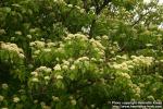 Photo: Cornus alternifolia 5.