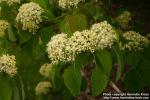 Photo: Cornus alternifolia 7.