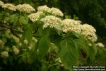 Photo: Cornus alternifolia 8.