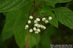 Photo: Cornus alba 20.