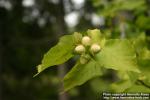 Photo: Corylus avellana 22.