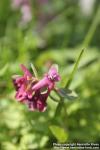 Photo: Corydalis solida 27.