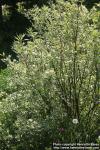 Photo: Cornus alba 21.