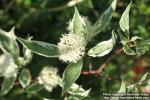 Photo: Cornus alba 23.