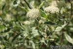 Photo: Cornus alba 24.