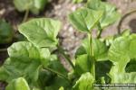 Photo: Cochlearia officinalis 4.