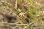 Photo: Ivesia multifoliolata 1.