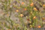 Photo: Ivesia multifoliolata 2.