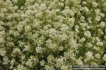 Photo: Cochlearia officinalis 5.