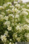 Photo: Cochlearia officinalis 6.