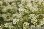 Photo: Cochlearia officinalis 7.