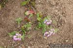 Photo: Collinsia heterophylla 0.